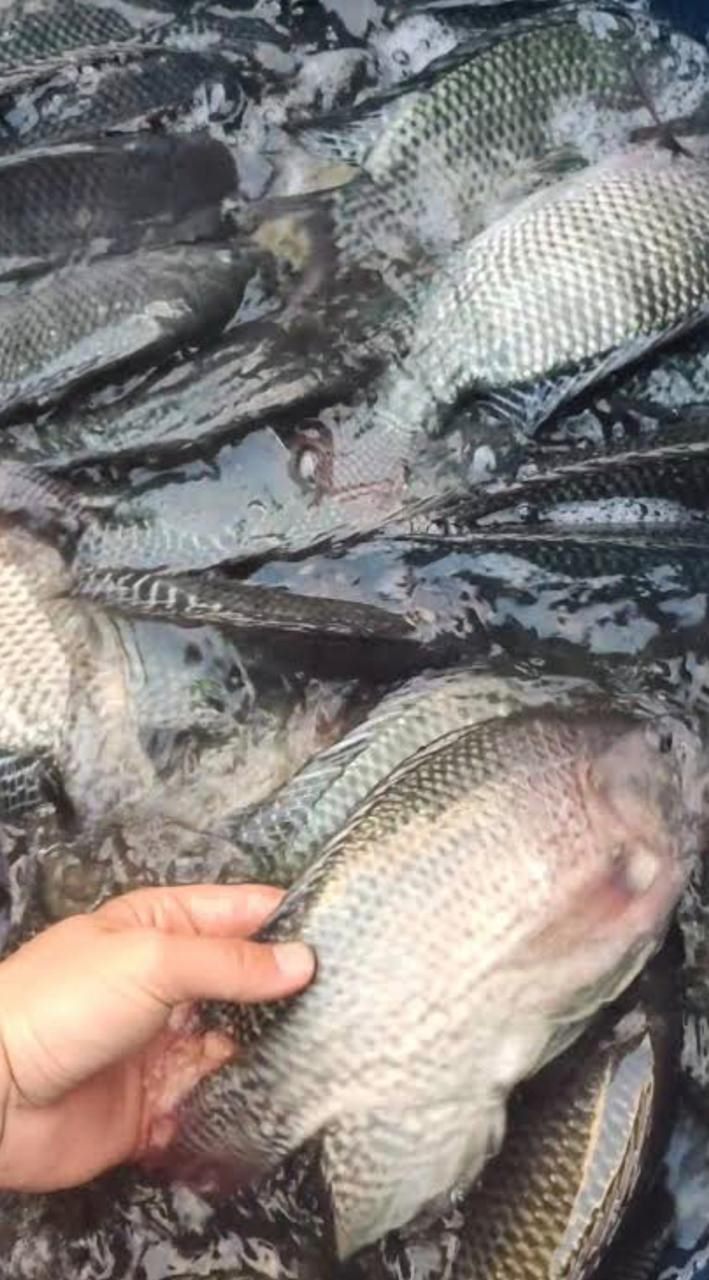 Acqua Fish 32%